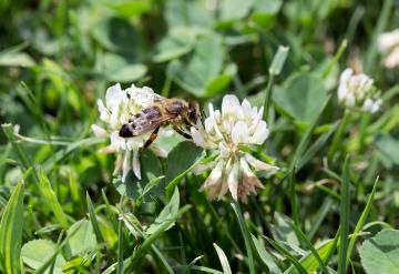 Biene, Bienennährpflanze, Insekten, Trifolium repens