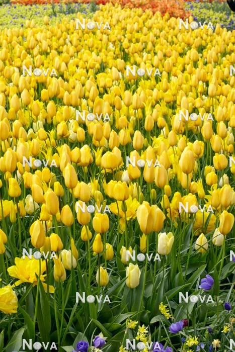 N1922651 Tulipa mix in yellow color tones
