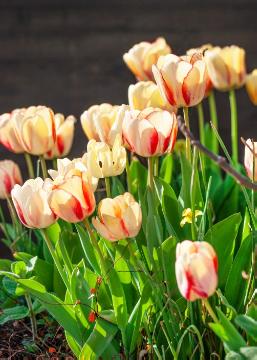 Stimmungsbild mit Tulpen, Tulipa Single Early