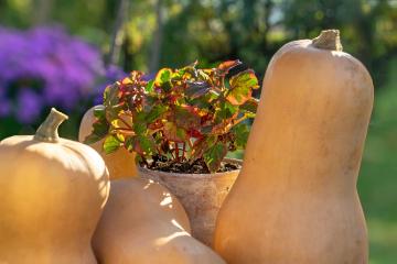 Autumn, Cucurbita moschata, Fall plants, Herbstdekoration, herbstlich, Houttuynia cordata, Plant container «Accessories in the Garden»