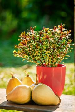 Cucurbita pepo, Hebe (Genus), Herbst, Herbstdekoration, herbstlich, Herbstpflanzen, panaschierte Blätter
