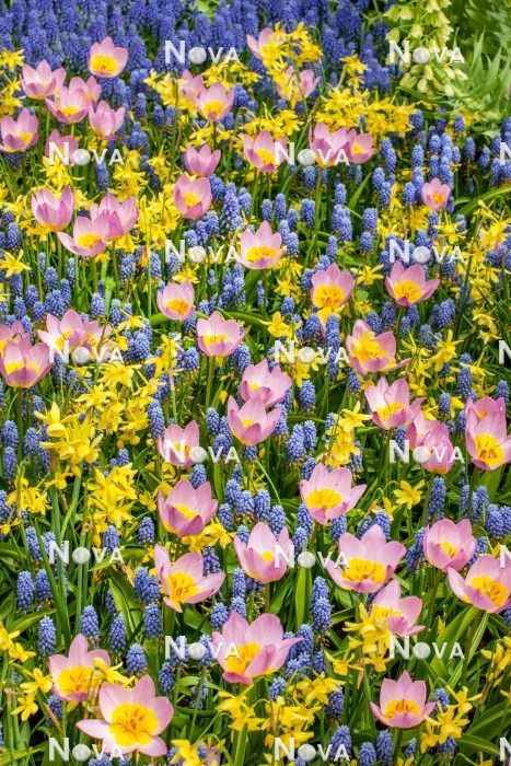 N1924078 Tulipa bakeri Lilac Wonder