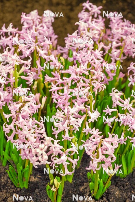 N1924029 Hyacinthus Anastasia Pink