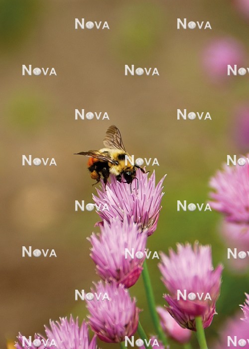 N2102226 Biene auf Allium