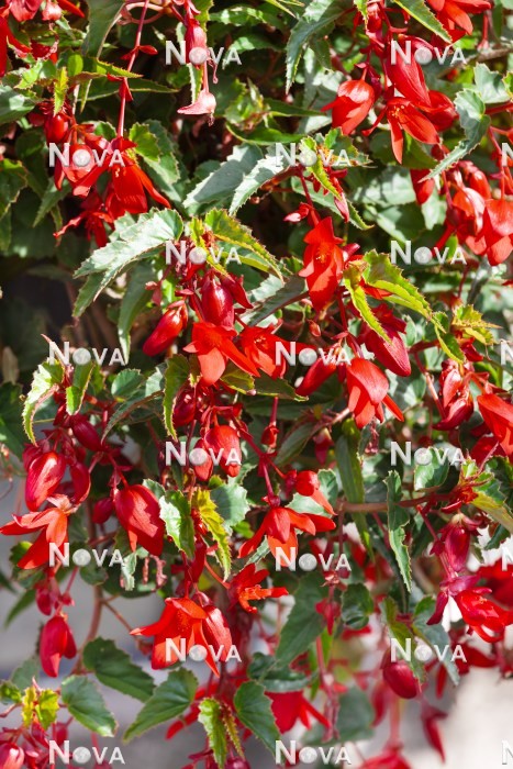 N1925119 Begonia Summerwings ™ Deep Red