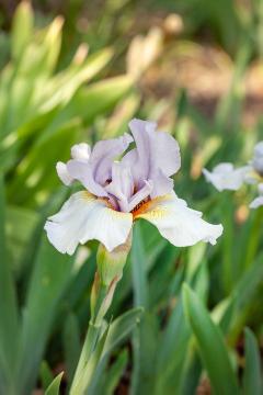 Iris (Genus)