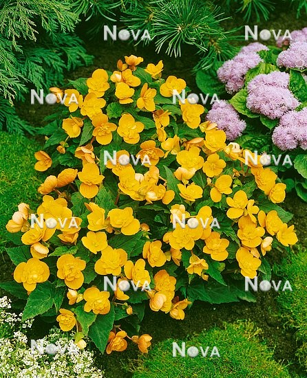 80 46 50 Begonia Multiflora Mme. Harms