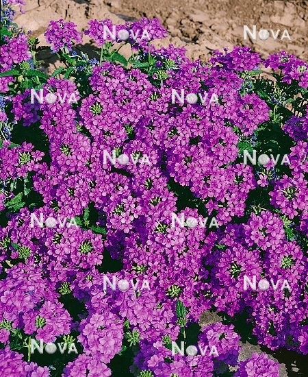 N1504360 VERBENA Obsession Lilac