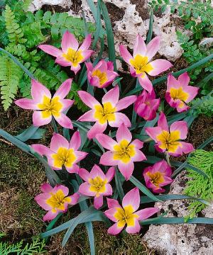 Tulipa (Genus)