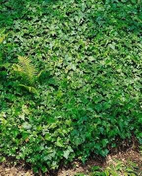 Common Ivy, ivy (Genus)