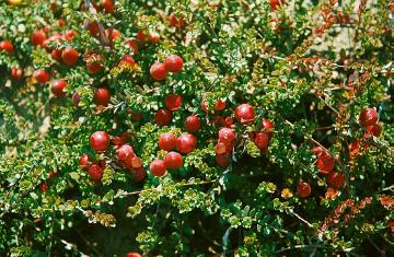 Gesunde Ernährung, live healthy, medicinal plant, Vaccinium vitis-idaea var. vitis-idaea