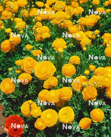 N1900799 Ranunculus yellow