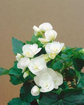 begonia (Genus)