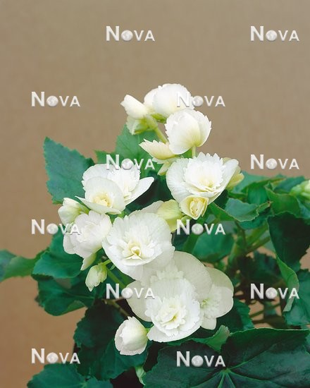 N1900688 Begonia Multiflora White