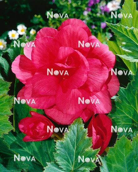 N1901318 Begonia x tuberhybrida Grandiflora rose