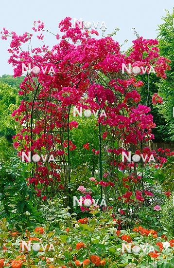 N0401180 Bougainvillea rose
