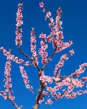 blossoms, flowering tree, Prunus armeniaca