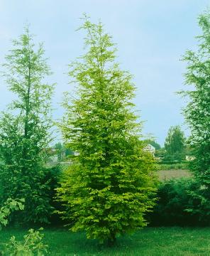 Koniferen, Metasequoia (Genus), Metasequoia glyptostroboides