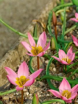 Frühlingserwachen, Tulipa (Genus), Tulipa humilis
