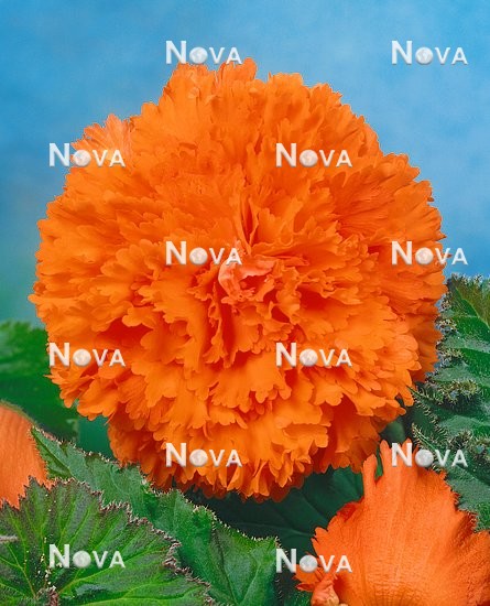 80 47 80 Begonia Fimbriata