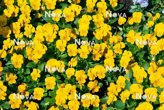 N1513198 Viola Sorbet™ Yellow