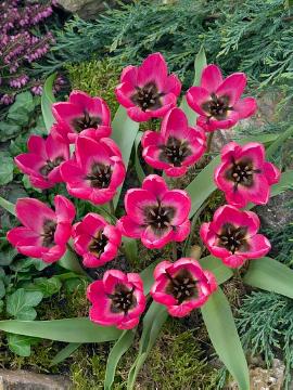 Tulipa (Genus), Tulipa humilis