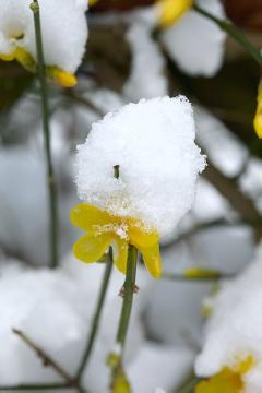 Jasminum nudiflorum, Schnee, Winterblüher, Winterstimmung