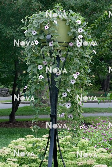N1511610 Thunbergia alata on plant pillar
