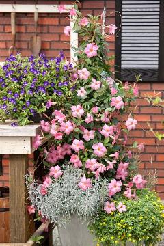annuals, Mandevilla (Genus), Plant container with Summer Flowers, Plant container «Accessories in the Garden», Torenia (Genus)