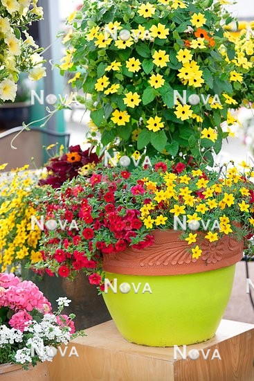 N1512239 Plant container with Bidens, Thunbergia und Calibrachoa