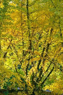 fall foliage, fall impression, Lifestyle, Maidenhair Tree, Nadelgehölz