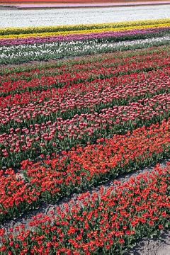 Frühling, Kulturfläche, Pflanzenproduktion, Tulipa (Genus), Tulpenfeld