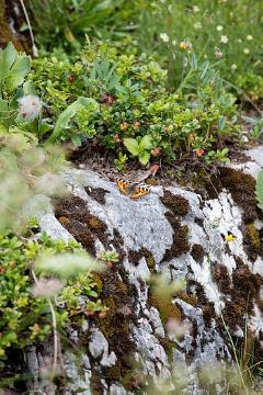 Alpengarten, Butterfly, impression, Rock plant