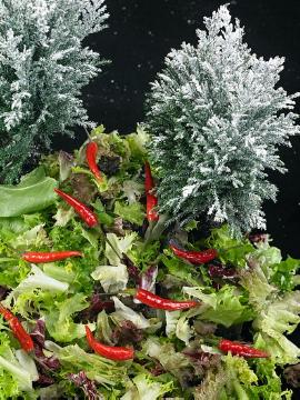 Cupressus macrocarpa, Dekoration, Gemüse Mischung, Gemüse, Weihnachtsdekoration