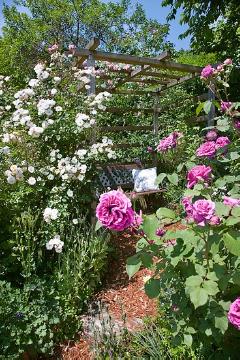 Garden Bench, Garten, rambler, Rose garden, Shrub rose, Summer Impression, Summertime