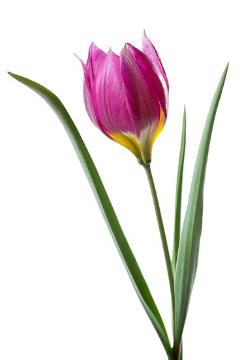 Frühlingsblüher, Simply White Serie, Stimmungsbild mit Tulpen, Trend und Stil, Tulipa (Genus), Tulipa humilis