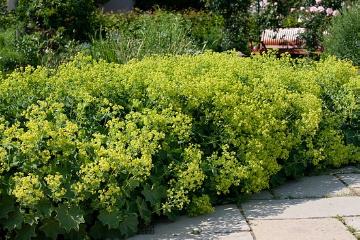 lady's mantle, plant bed