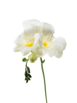 Blumenzwiebel, Freesia (Genus), single flower, white background