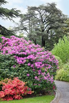 Park, Rhododendron (Genus), Weg