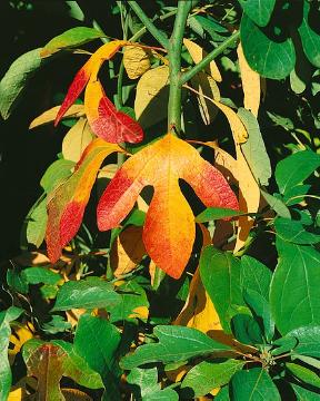 Herbstfärbung, Laubgehölz, Sassafras (Genus), Sassafras albidum
