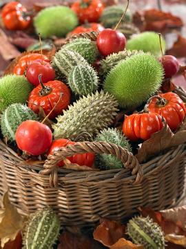 Autumn, basket, Cucumis (Genus), Malus floribunda, Solanum melongena, Ziergemüse, Zierpflanze