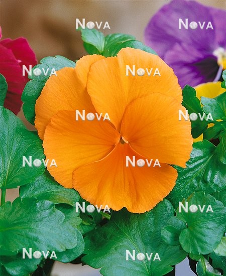 N1505804 Viola-Wittrockiana-Hybriden orange