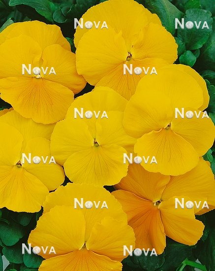 59 55 65 Viola Clear Sky Yellow