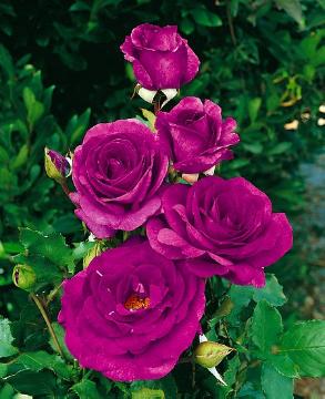 Rosa Grandiflora, Schlingrose