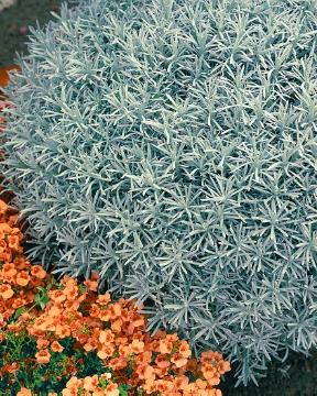Helichrysum (Genus)