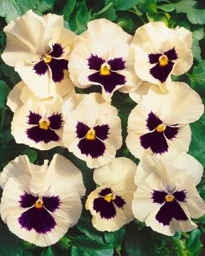 violet (Genus), white / cream