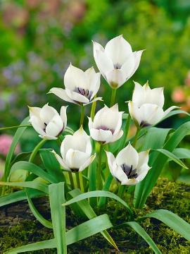 Frühlingsblüher, Tulipa (Genus), Tulipa humilis