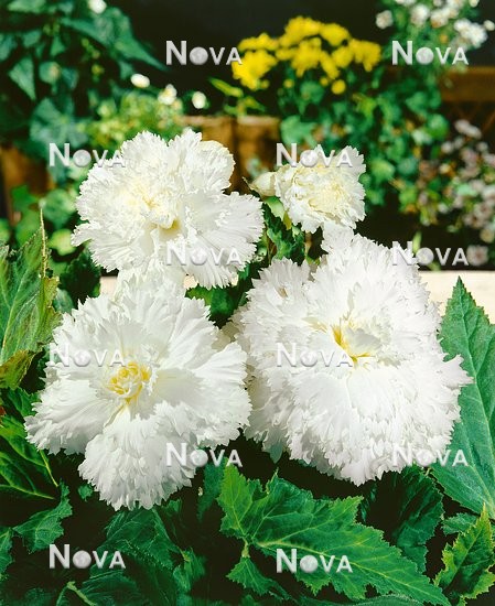N1901312 Begonia Fimbriata