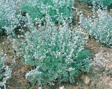 Artemisia schmidtiana, Blattschmuckpflanze