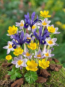 Crocus sieberi, Eranthis cilicica, Frühlings-Blumenzwieblen Mischung, Frühlingsblüher, Frühlingsgruß, Frühlingsstimmung, Iris reticulata Pixie